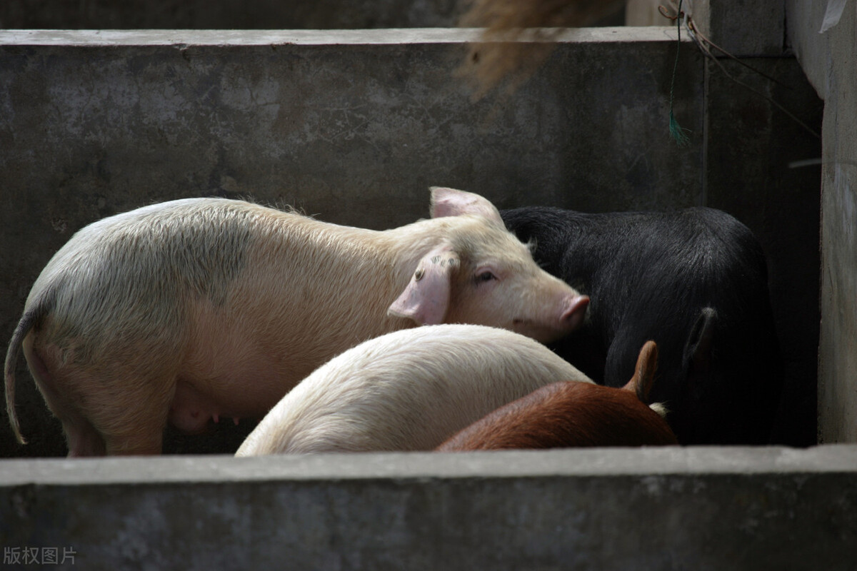家畜口蹄疫,家畜口蹄疫怎么预防