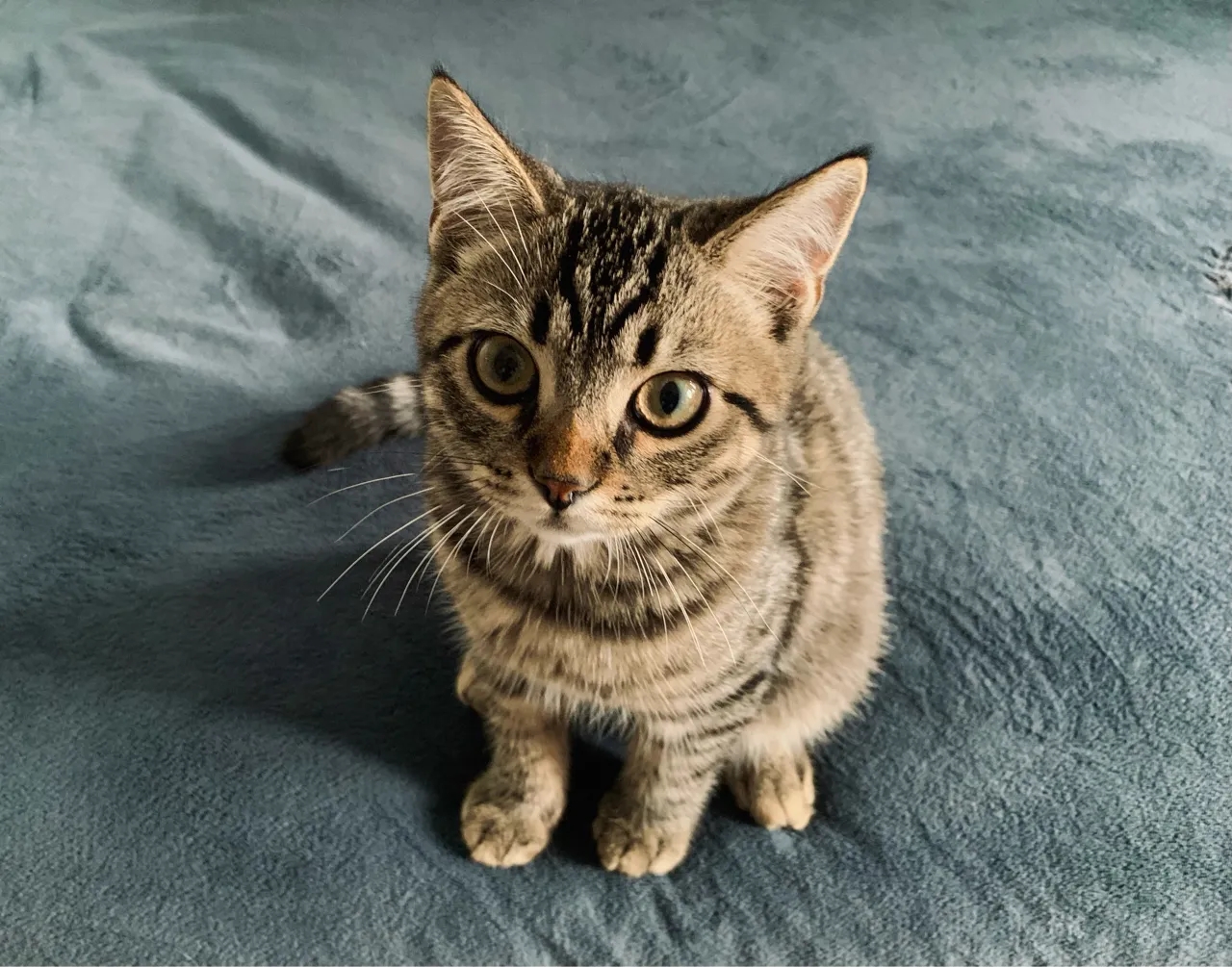 猫咪侦探怎么找猫,找猫侦探是怎么找的