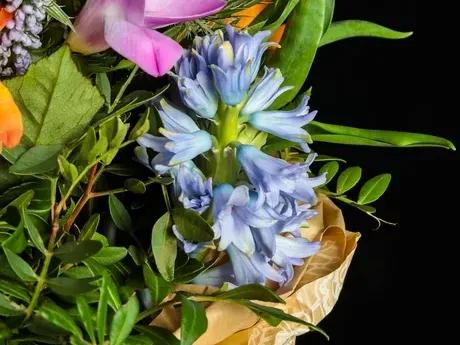 粉色风铃草花,蓝色粉色的风铃草