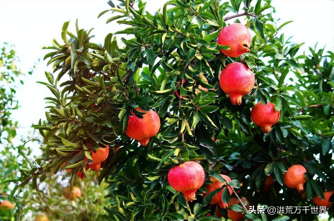 金玉满堂树,金玉满堂指哪几种树