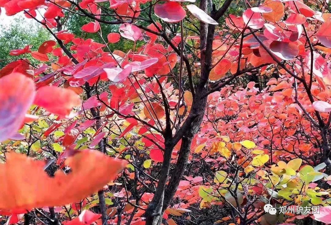 郑州最近赏红叶最佳的地方,靳家岭红叶和长寿山红叶哪个好看