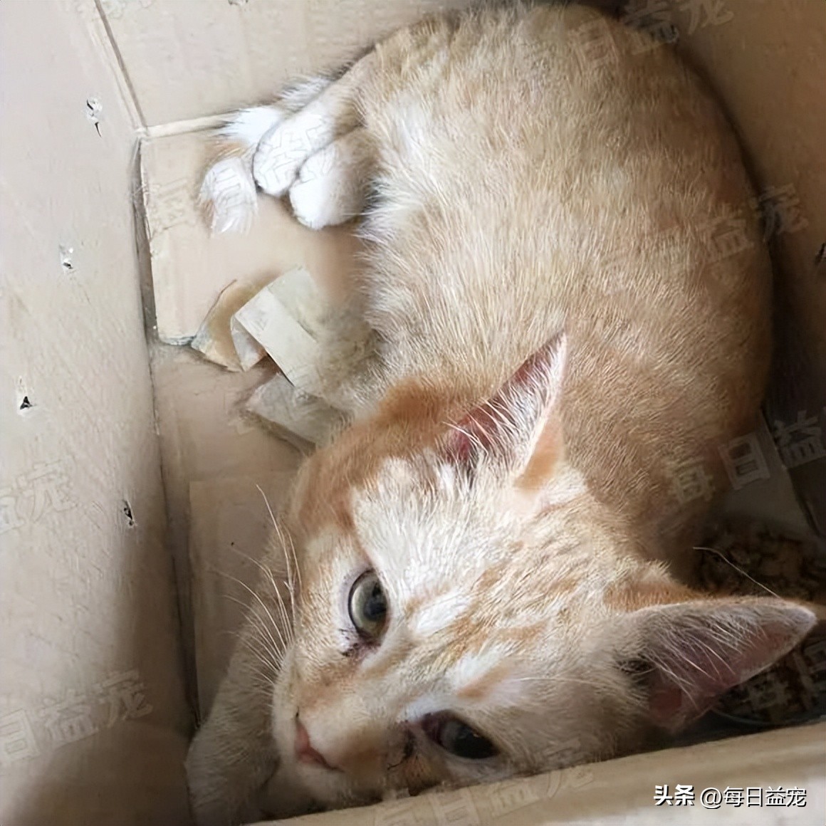 买猫被忽悠高价买了猫粮,网上买猫被骗猫咪回来不吃不喝