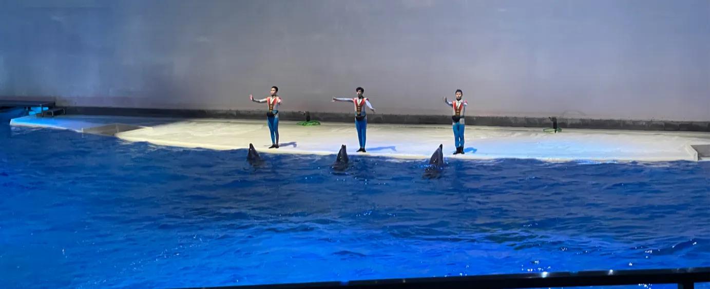 游上海海昌海洋公园攻略图,游上海海昌海洋公园作文方位顺序