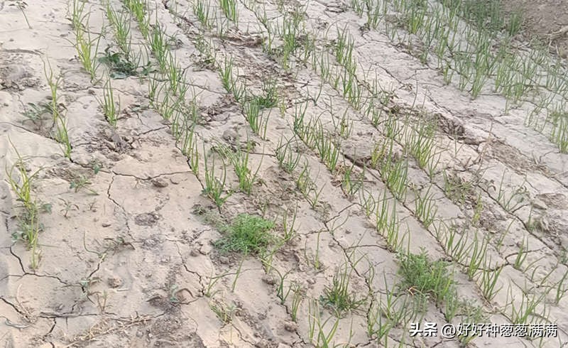 大葱为什么越来越难种,大葱移栽重茬种不种