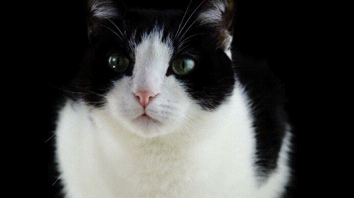 手机怎么把视频做成gif动图,怎么将视频转成gif动图高清