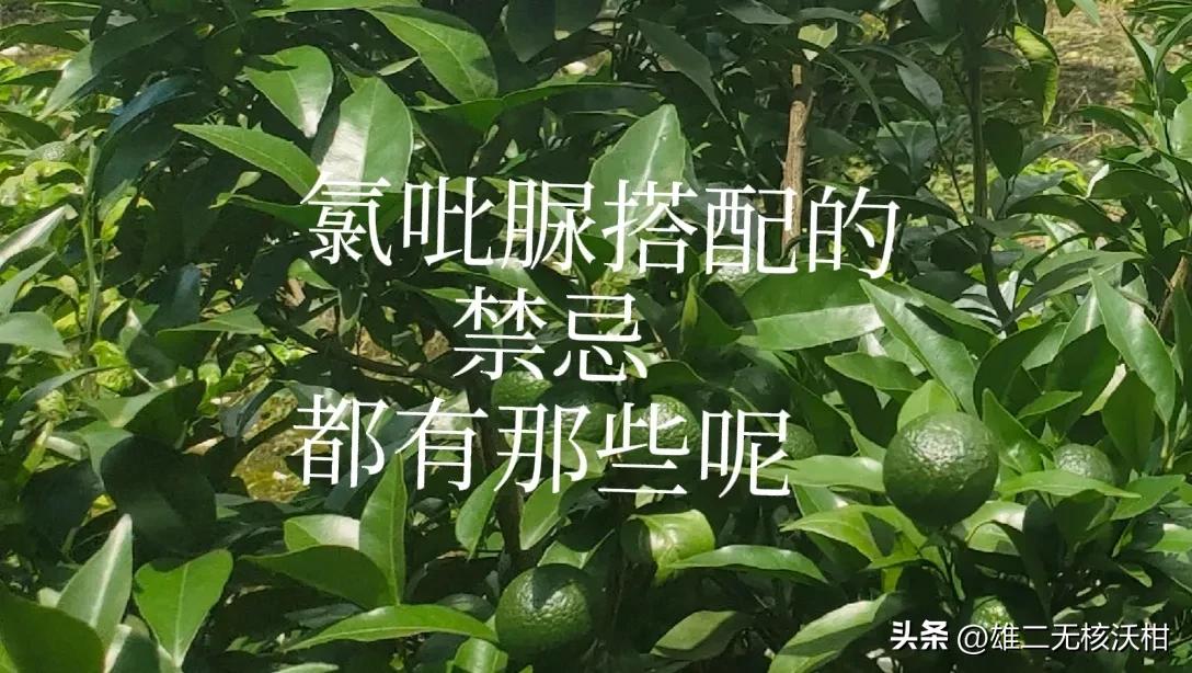 氯吡脲能用在柑橘上保果吗,2024年柑橘氯吡脲的使用方法