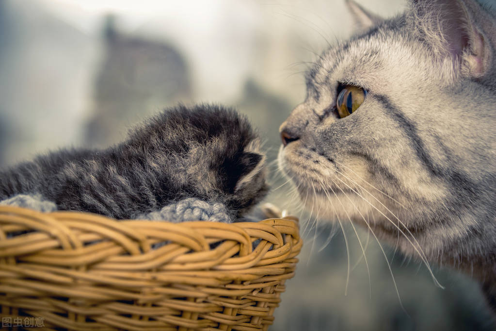 为什么母猫在交配后会满地打滚，甚至转身攻击雄性？