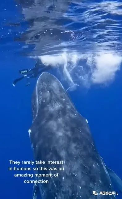 巨型座头鲸搁浅海滩数小时,巨大座头鲸出水瞬间
