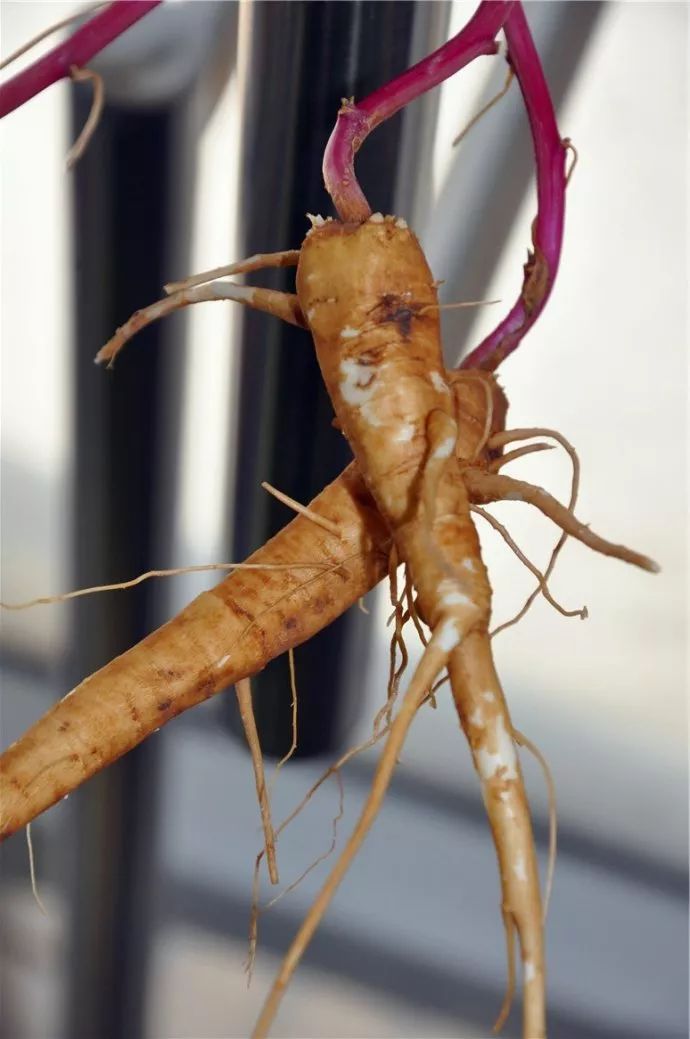 商陆土人参功效,商陆和野生人参区别