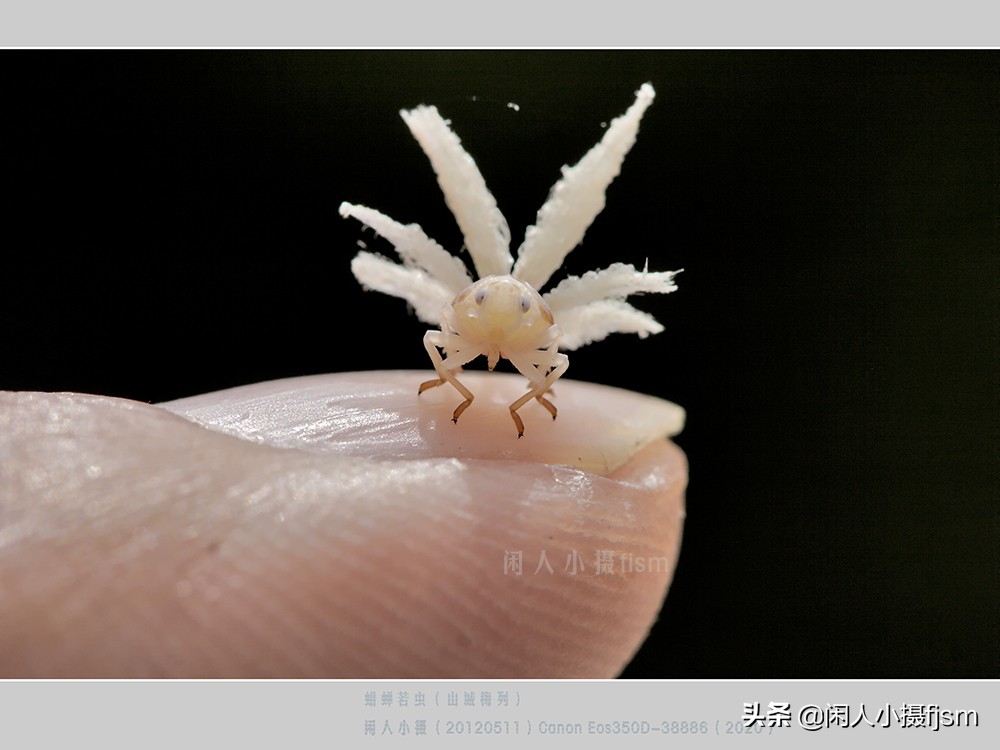 近距离拍摄昆虫小动物,常见昆虫微距摄影活动