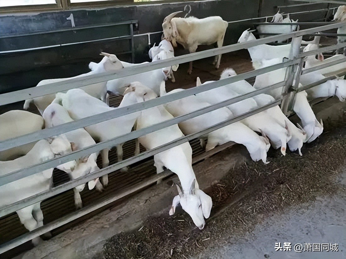 萧县伏羊节谁家最好,萧县伏羊汤哪里最正宗