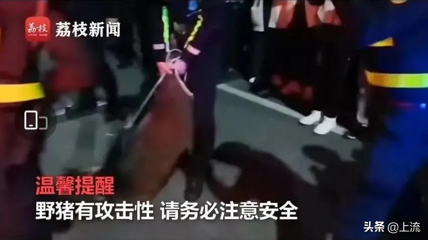 被黑天鹅打得措手不及,学校黑天鹅被学生拿