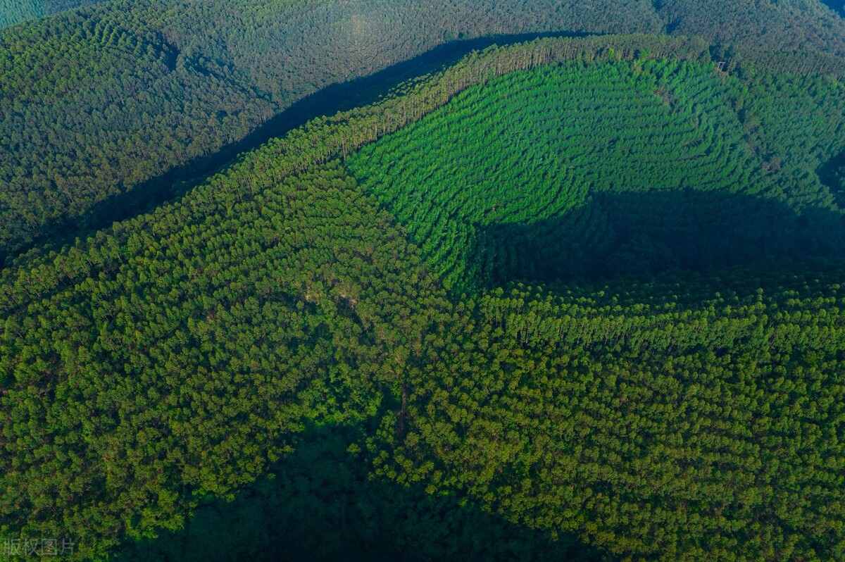 广西万亿林业产业三年行动方案,广西林业产业最新发展现状