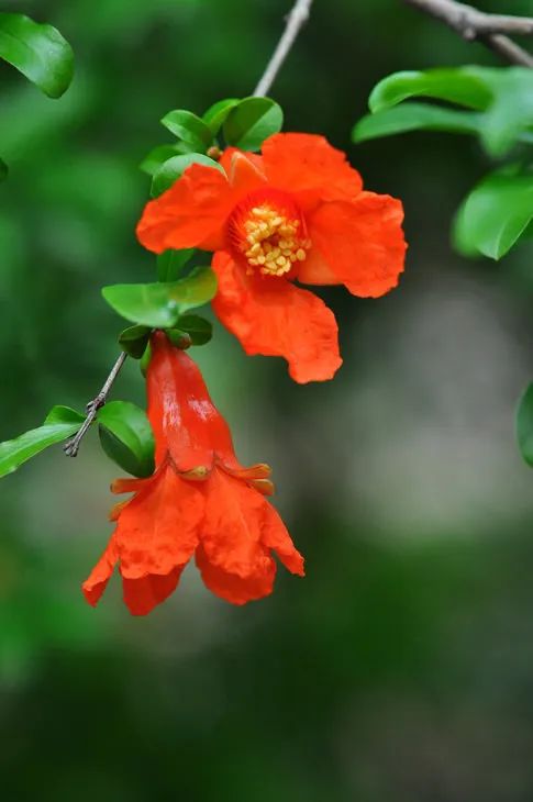 人出生的每个月对应的是什么花,8月份出生的用什么花代表