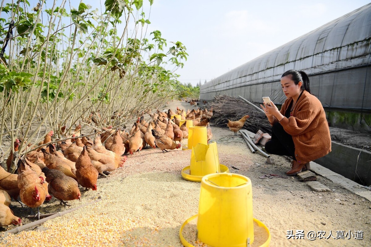 为什么现在年轻人都去农村创业,农村创业最难的方法是什么