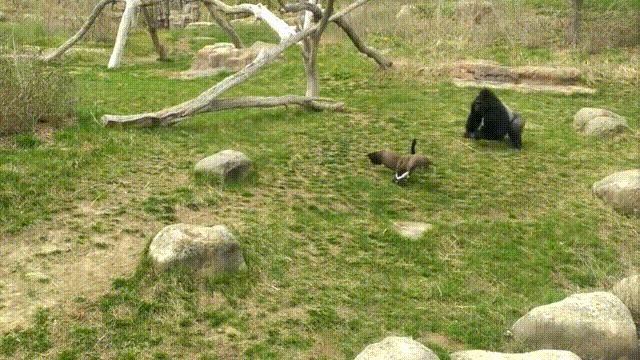 为何很多动物都怕猫,为什么有好多动物怕鹅的粪便