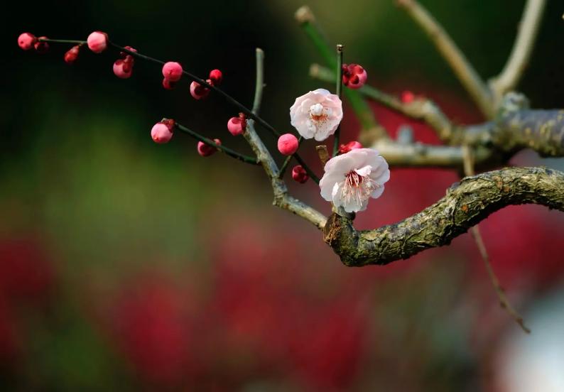 新人初入楼｜孙兆兰：春曲（平水三十韵）