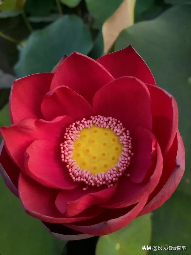 花儿朵朵开，香艳惹人爱，闻香觅花来，弄花香满衣