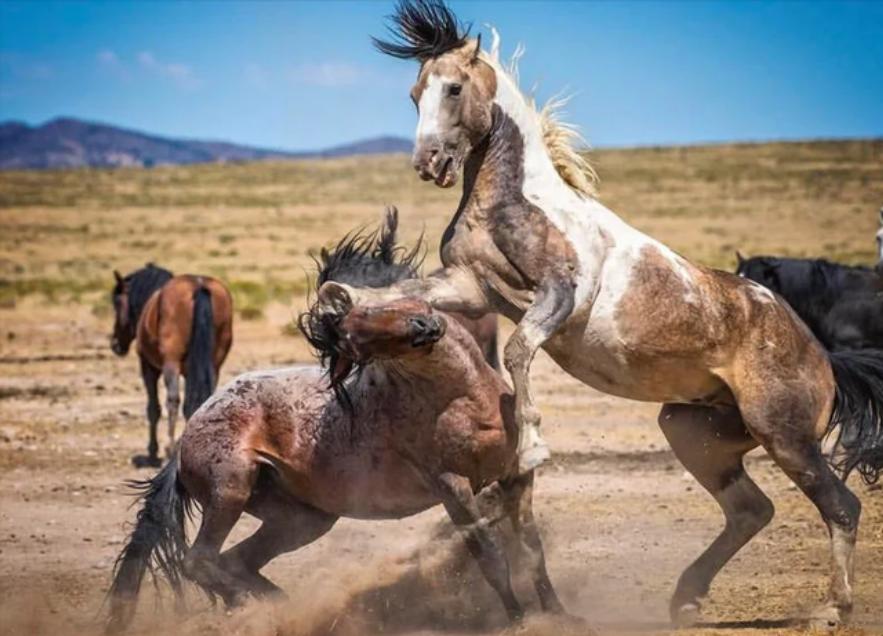 澳大利亚野马泛滥成灾,澳大利亚野马现状