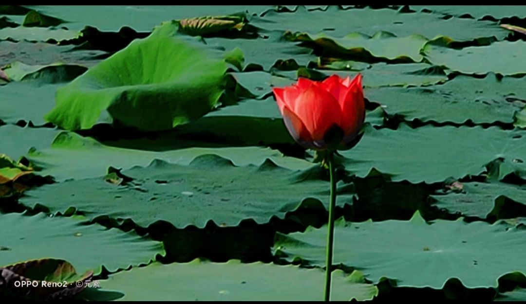 海南最受欢迎的鱼,海南岛好吃的鱼有几种