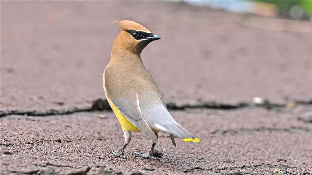 太平鸟图片大鸟,太平鸟图片大全高清壁纸