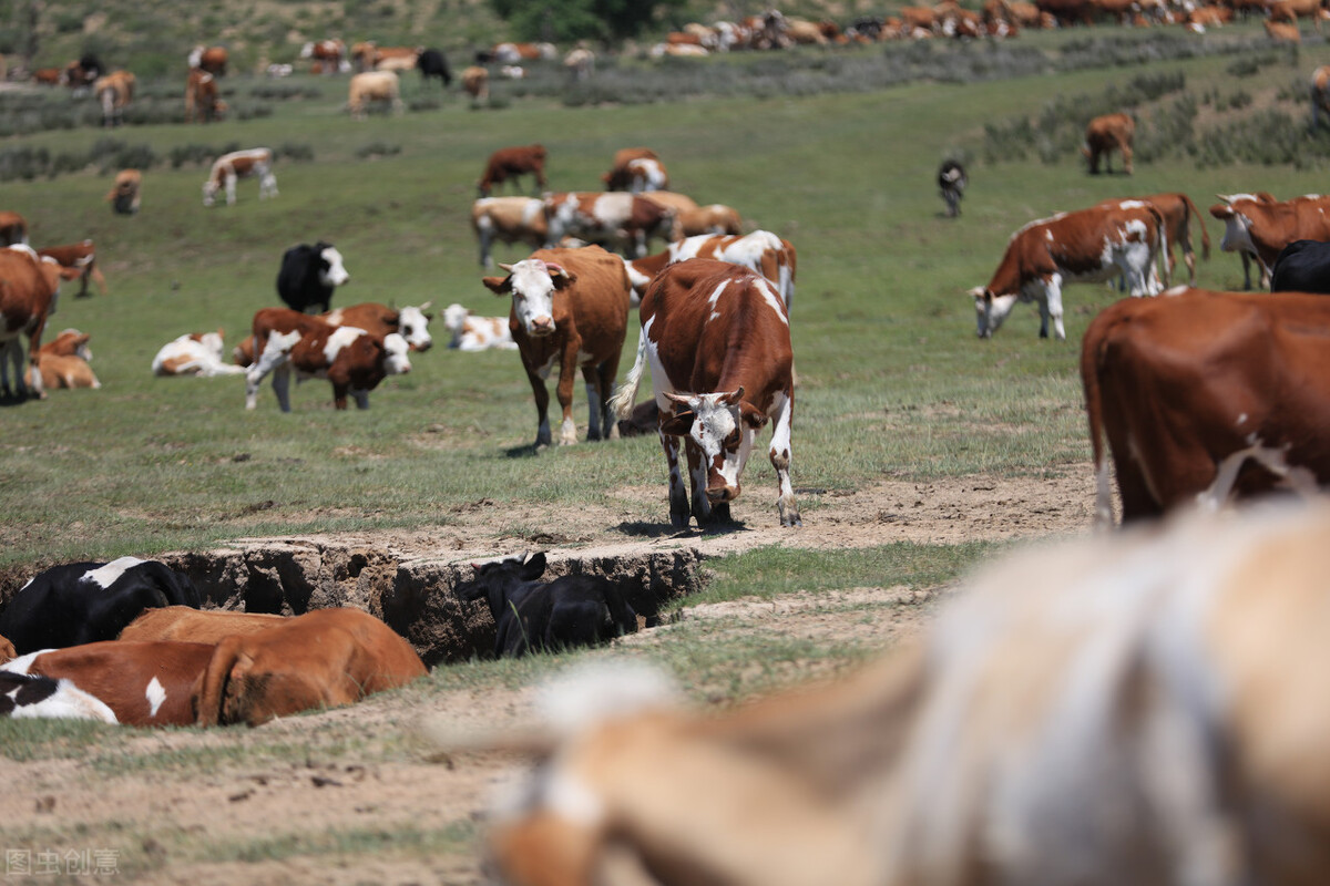 西门塔尔牛价最新行情,肉牛西门塔尔牛价格