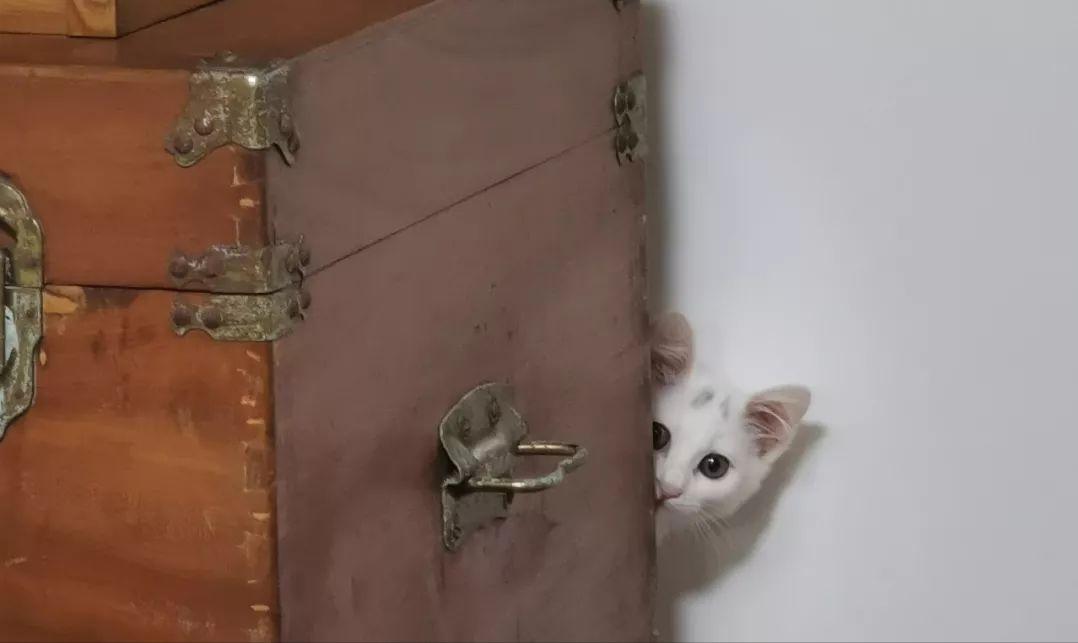 猫咪走丢了最快找回方法,猫咪走丢了怎么快速找回