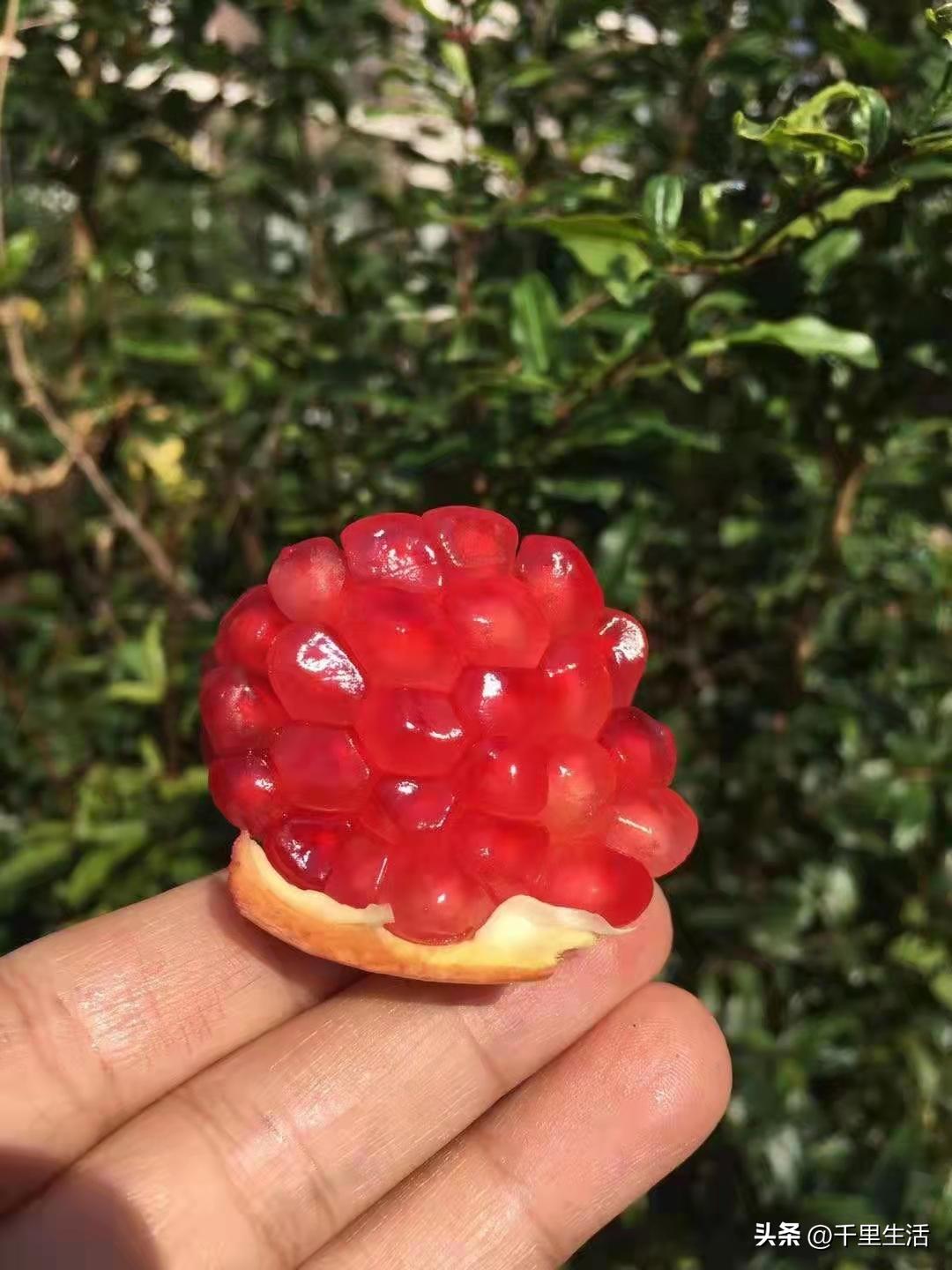 突尼斯软籽石榴和河阴石榴的区别,正宗原产地突尼斯第一名软籽石榴