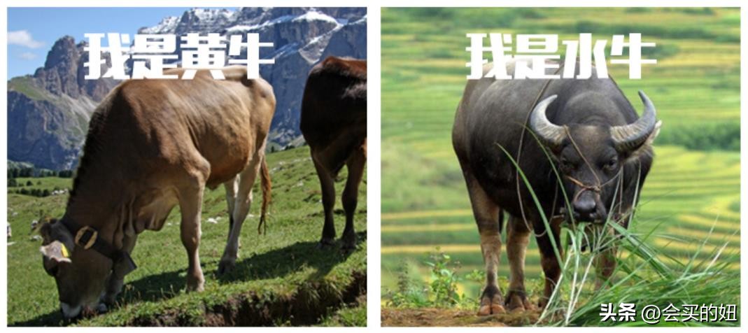 真皮沙发哪家好,口碑最好的真皮沙发品牌排行榜