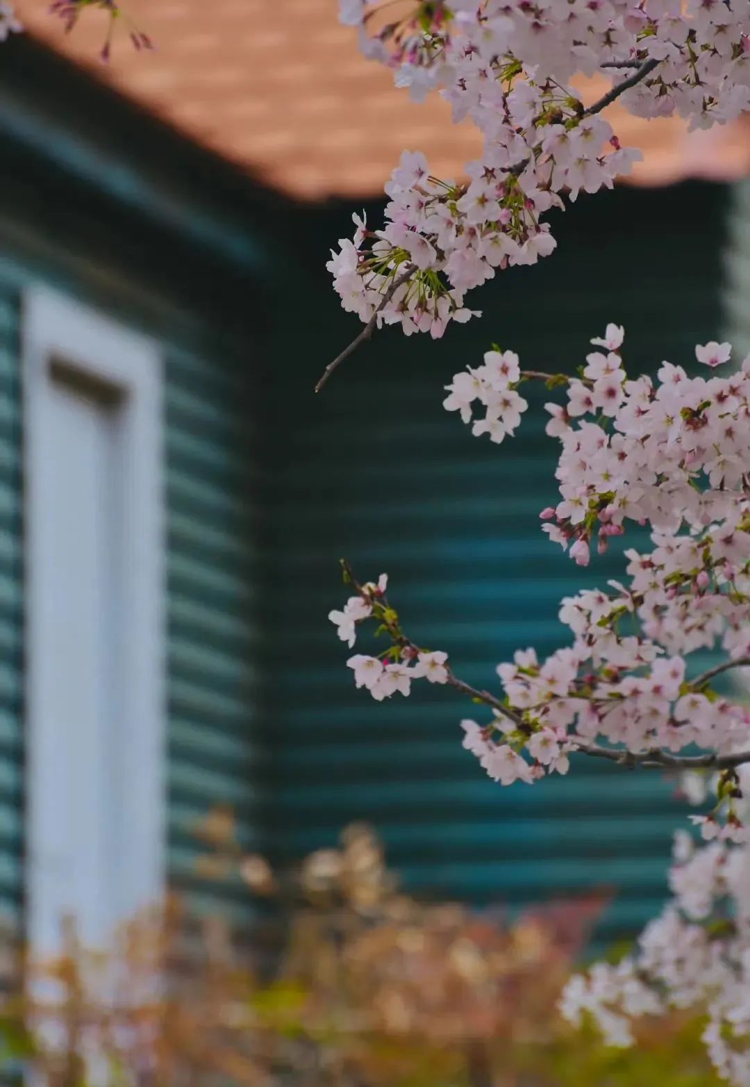 来过的人流连忘返,青岛是个令人向往的地方