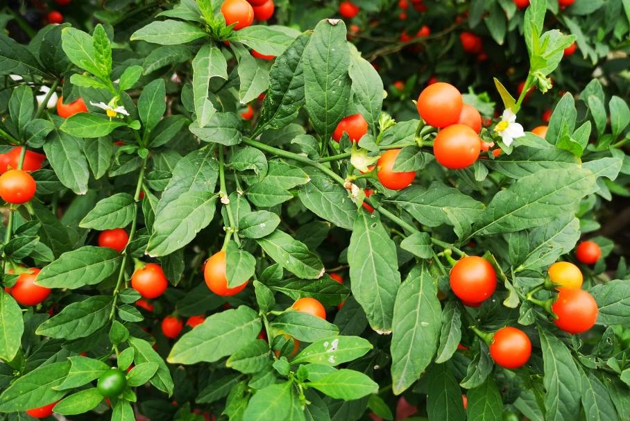 越漂亮的花越有毒快来认识这18种,什么花特别好看却有毒