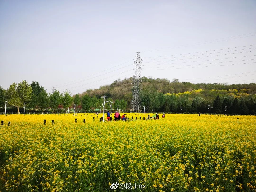 北京周边探秘京城最美油菜花海,北京油菜花必去的地方