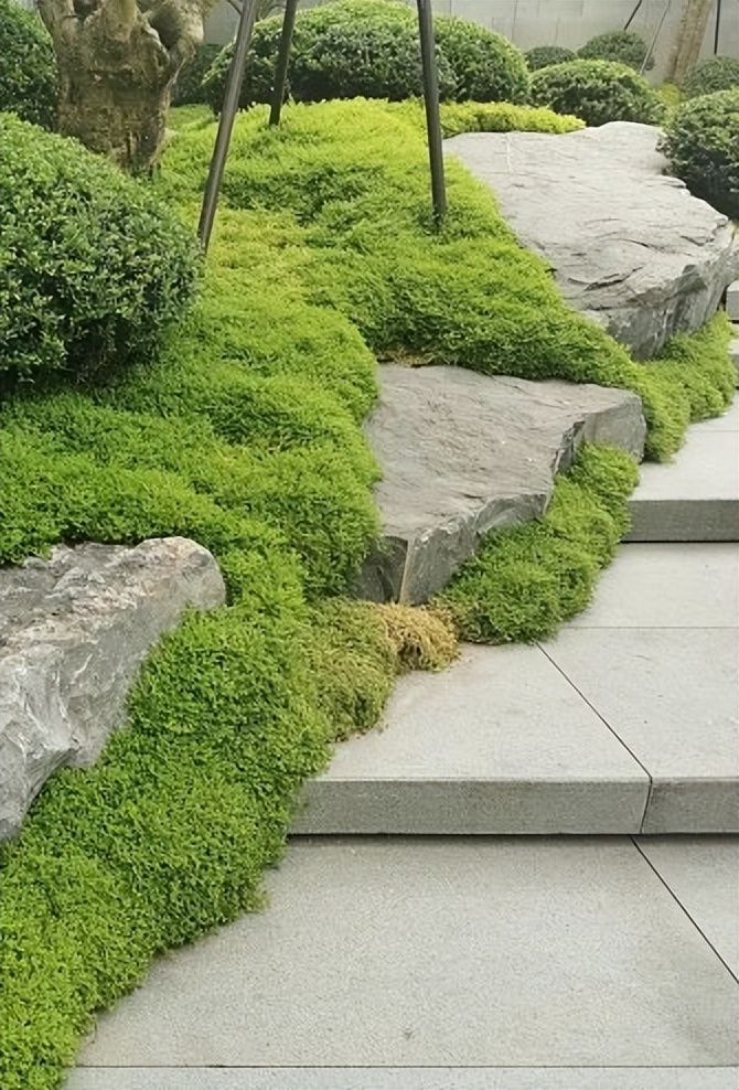 「干货」暑去秋来，庭院草坪养护技巧