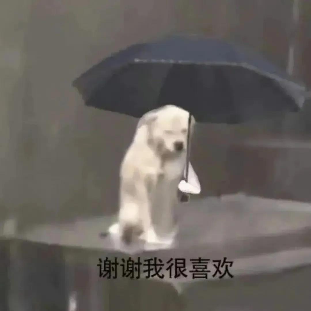 最近比较火的小狗表情包,最近特别火的小狗表情包