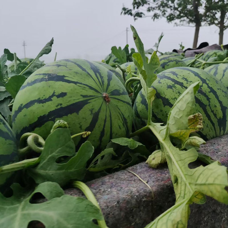 极早熟高产的西瓜品种有哪些,特小凤西瓜是红心的还是黄心的