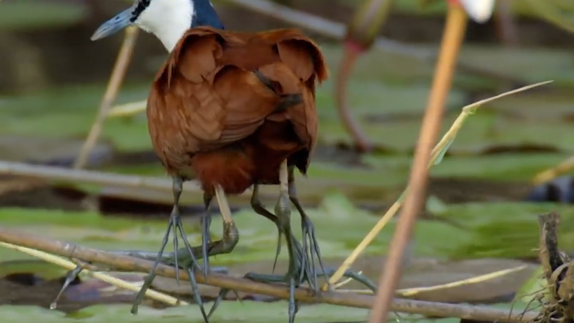 鸟类的大脚“奶爸”，为了躲避鳄鱼追杀，一秒变身“夹娃娃鸡”
