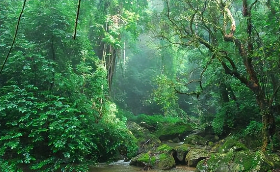 亚马逊雨林对全球气候的影响,亚马逊热带雨林的保护措施