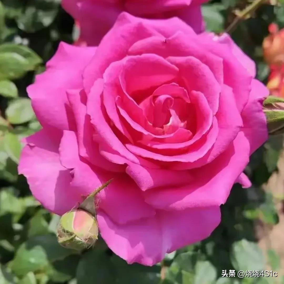 最美的月季花型,月季盛开惊艳了初夏