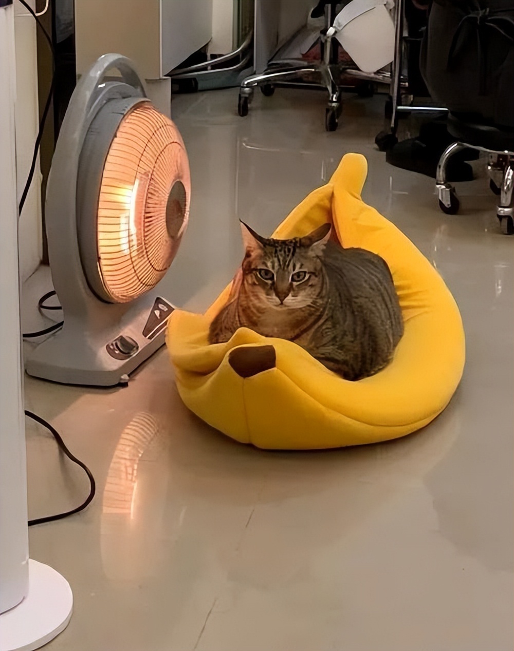 冬天养猫，宠主要注意“5做3不做”，对猫很重要