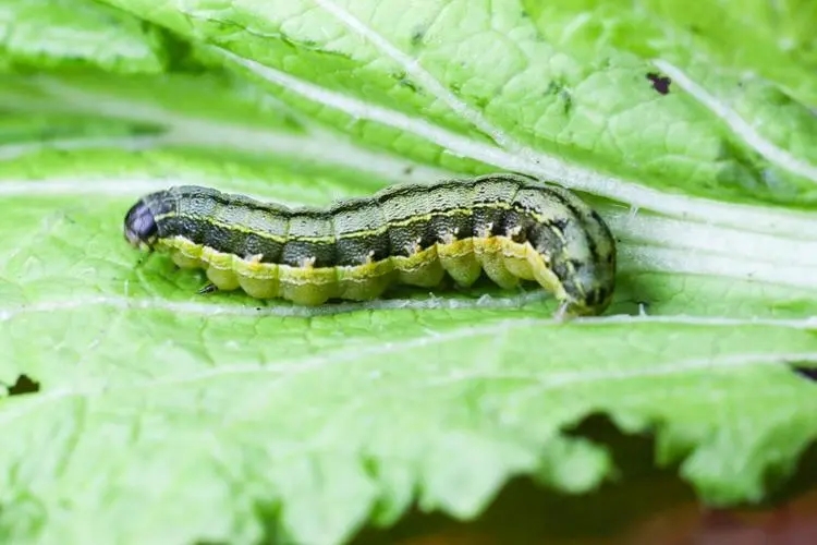 杀虫效果持久的农药,杀虫好的药物