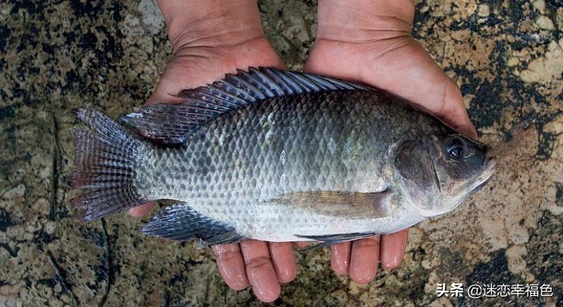 罗非鱼外国人为什么不吃,罗非鱼是中国本土物种吗