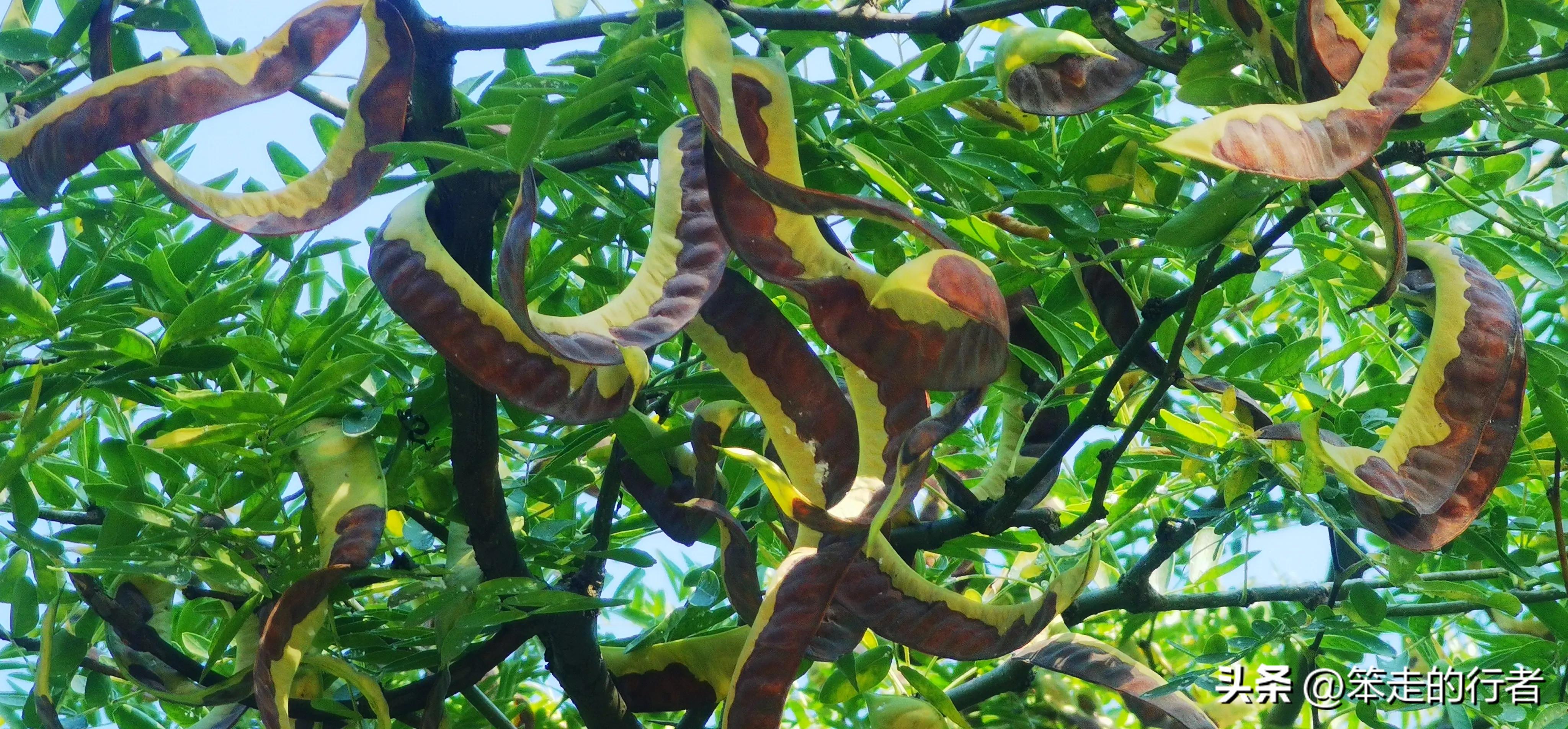 大皂角是皂荚吗,皂荚和长皂角