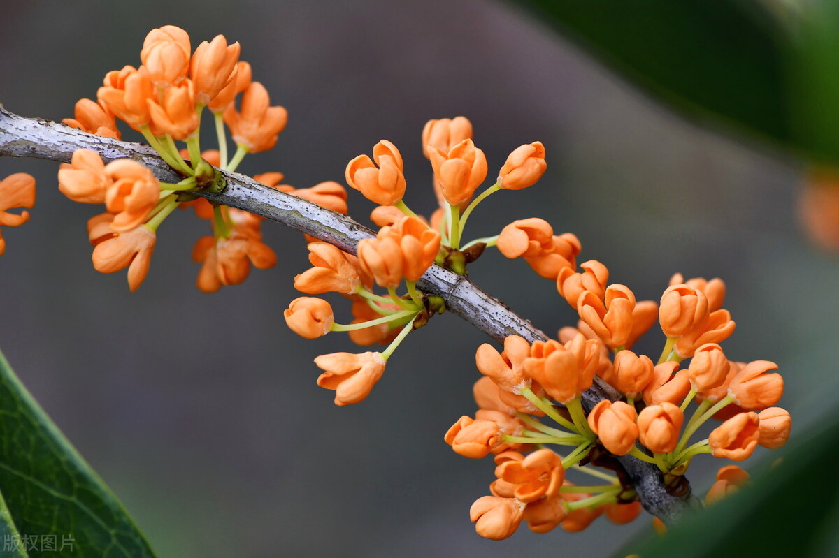 清可绝尘,清可绝尘浓能远溢什么意思
