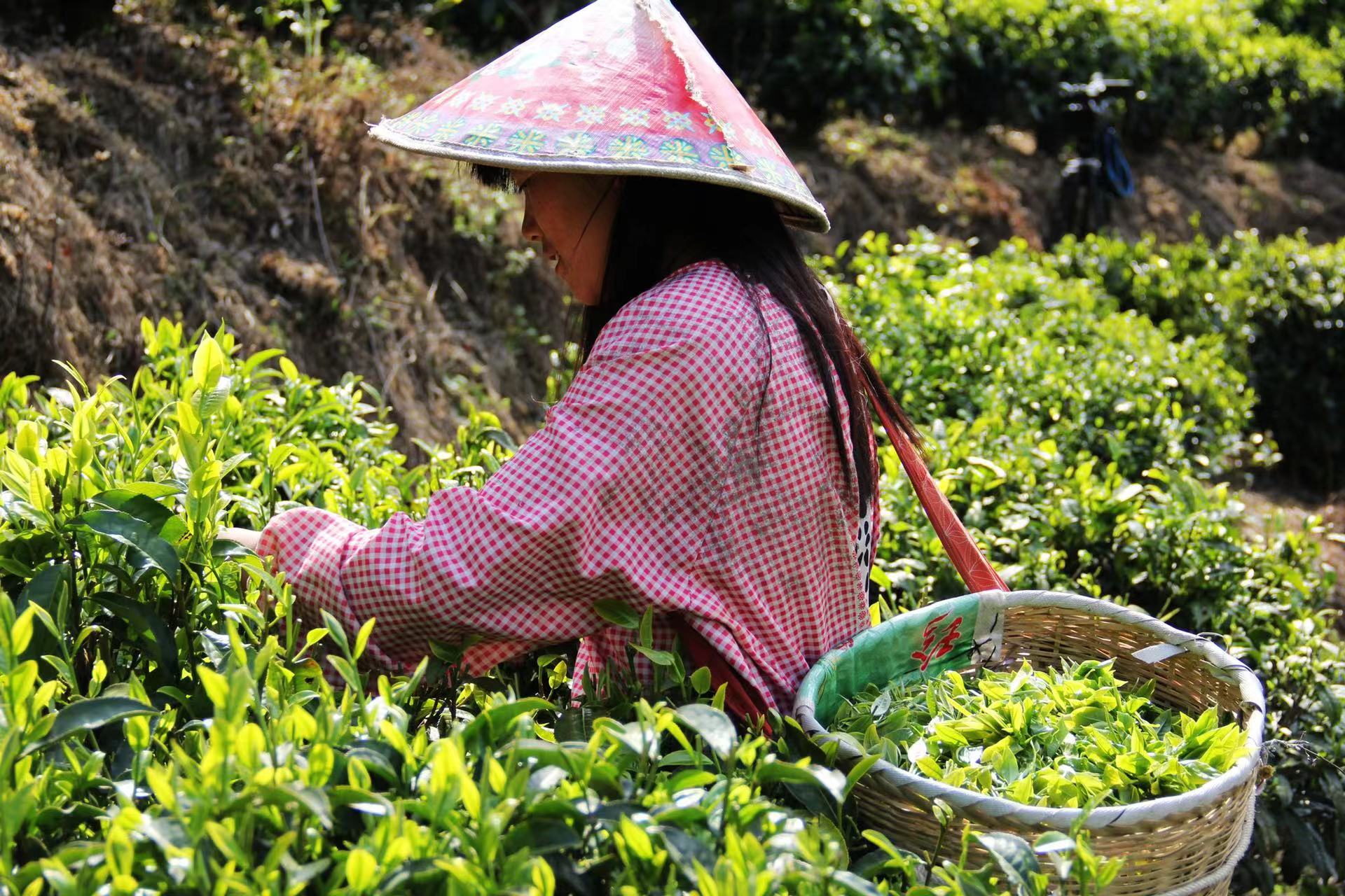 凤庆滇红自然条件,凤庆滇红茶叶之乡简介