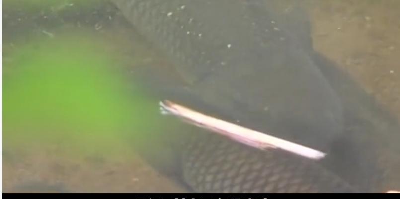 广西小伙养草鱼卖400,5亩养殖草鱼一年能赚500万