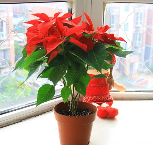 春季买花，“5个坑”要避开，长不旺养不活属于乱花钱