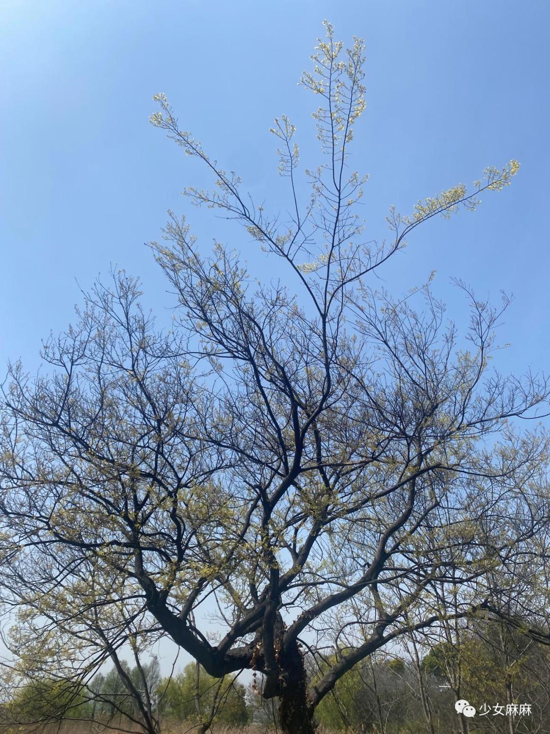 再见coco,再见coco什么意思