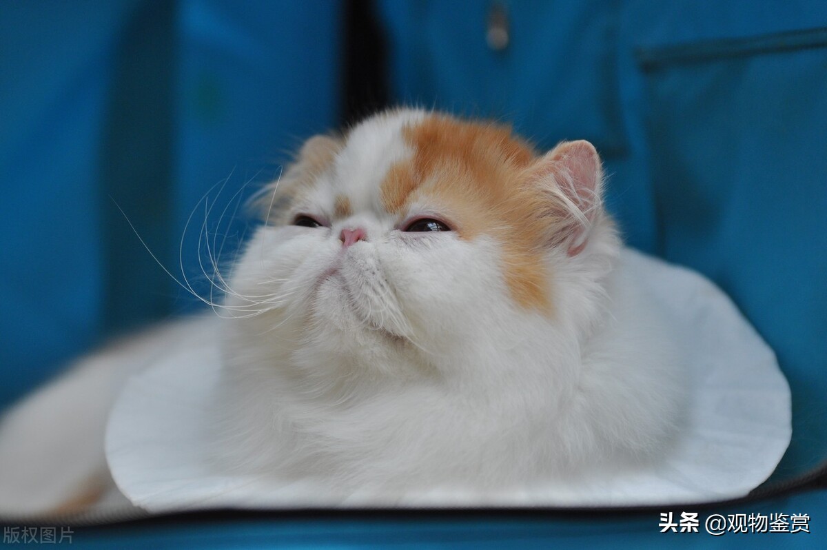 小奶猫忽然不行了是什么病,喂养小奶猫有哪些注意事项