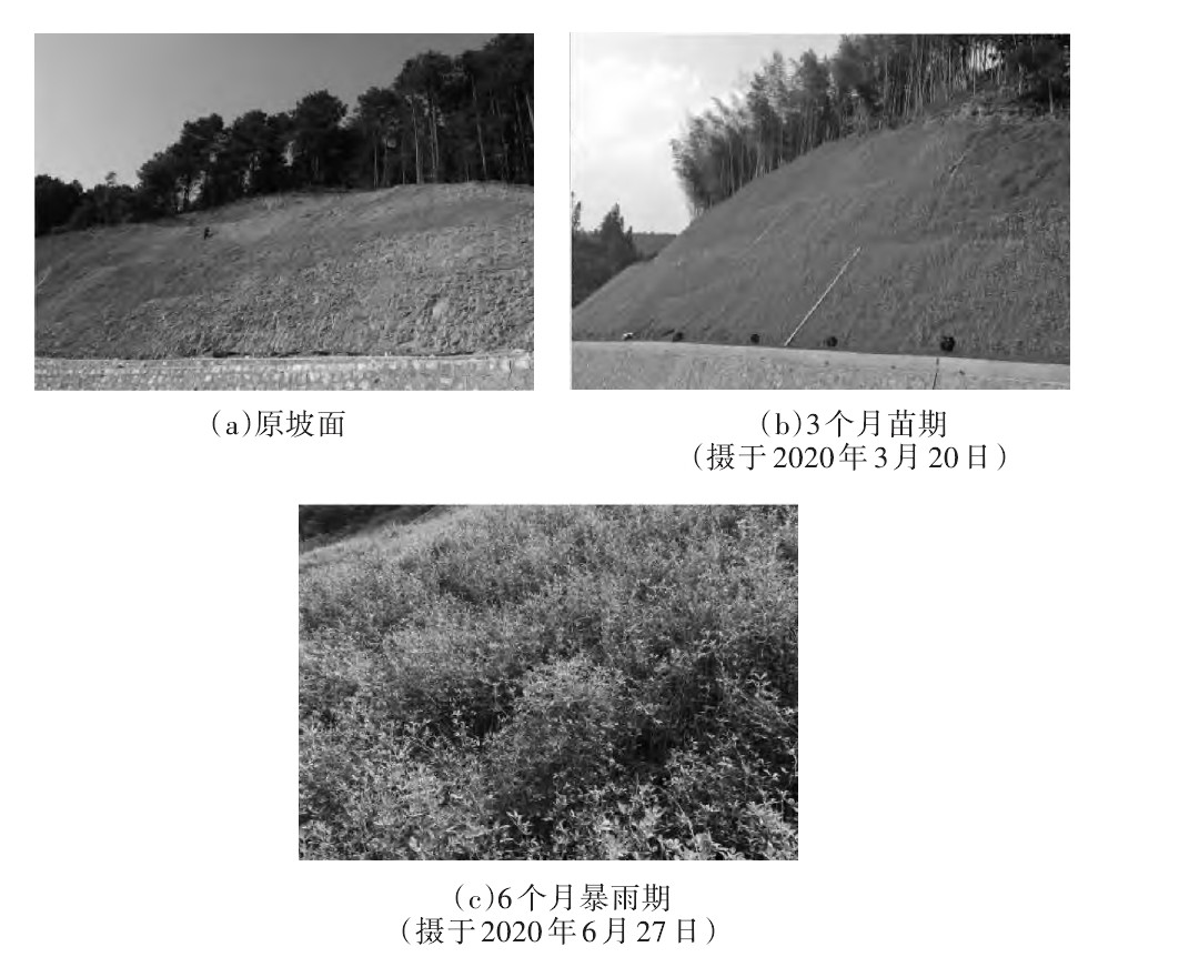 绿色生态公路建设,生态混凝土护坡技术与应用