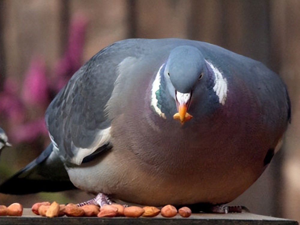 小心“玉米”把鸽养太肥